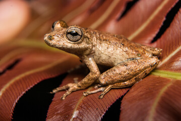 Gênero Scinax. Sapos, pererecas e rãs Brasileiras