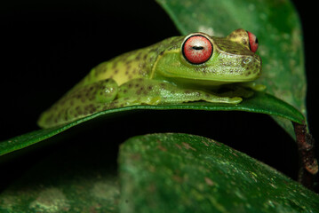 G&ecirc;nero Aplastodiscus. Sapos, pererecas e r&atilde;s Brasileiras