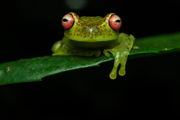 G&ecirc;nero Aplastodiscus. Sapos, pererecas e r&atilde;s Brasileiras