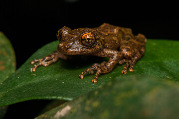 Scinax spp. Sapos, pererecas e rãs Brasileiras