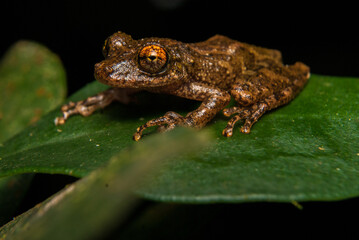 Scinax spp. Sapos, pererecas e rãs Brasileiras