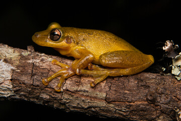Scinax spp. Sapos, pererecas e rãs Brasileiras