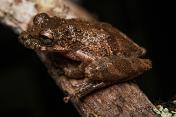Sapos, pererecas e rãs Brasileiras - Scinax spp.
