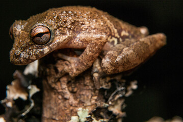 Sapos, pererecas e rãs Brasileiras - Scinax spp.