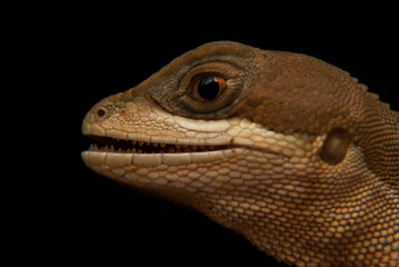 Lagarto papa vento. Lagartos brasileiros - Enyalius spp.