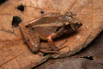 Ischnocnema spp. Sapos, pererecas e rãs Brasileiras