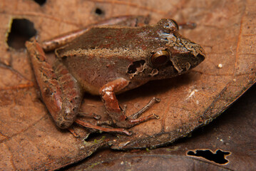 Ischnocnema spp. Sapos, pererecas e rãs Brasileiras