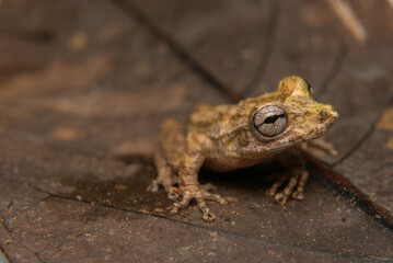 Scinax spp. Sapos, pererecas e rãs Brasileiras