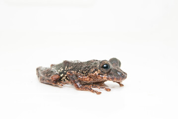 Scinax tripui. Sapos, pererecas e rãs Brasileiras