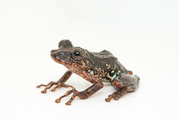 Scinax tripui. Sapos, pererecas e rãs Brasileiras