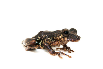 Scinax tripui. Sapos, pererecas e rãs Brasileiras