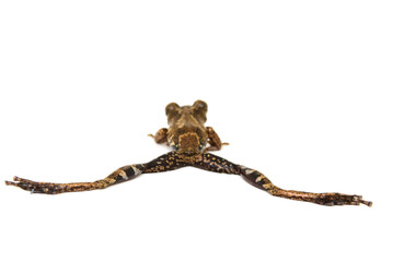 Scinax spp. Sapos, pererecas e rãs Brasileiras