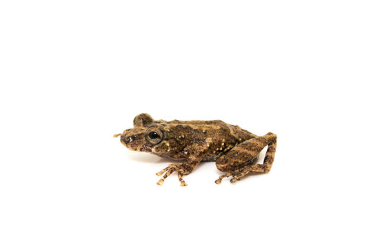 Scinax spp. Sapos, pererecas e r&atilde;s Brasileiras