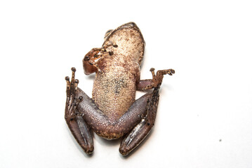 Scinax spp. Sapos, pererecas e r&atilde;s Brasileiras