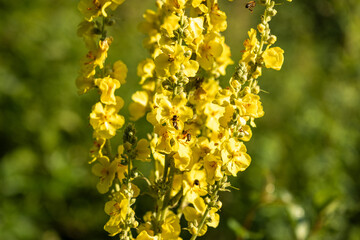 Bees pollinate the vibrant yellow blossoms of a towering flower stalk, set against a soft, blurred...