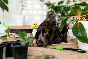 Adult brown spaniel sniffing and examining the table where houseplants are being repotted