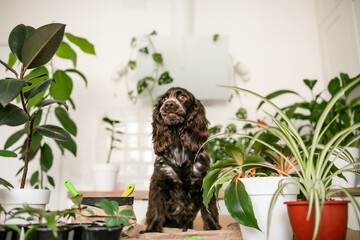 Adult brown spaniel sniffing and examining the table where houseplants are being repotted