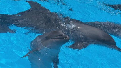 Dolphins swimming in a pool with clear turquoise water