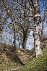 tree in the forest