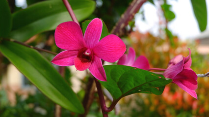 Vibrant Pink Orchid Dendrobium bigibbum, commonly known as the Cooktown orchid or mauve butterfly...