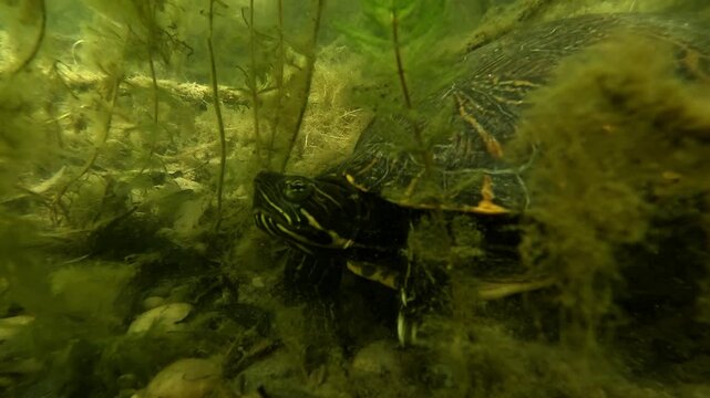 Extreme close-up of a red-eared slider turtle slowly walking along the bottom of a freshwater lake. Its claws and shell details are clearly visible.