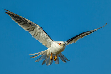 Black Shouldered Kite