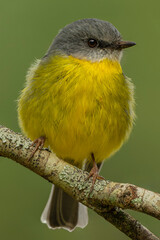 Eastern Yellow Robin