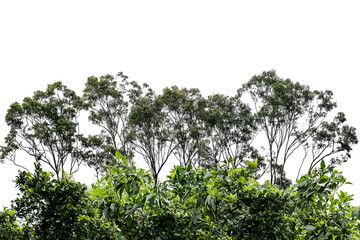 A beautiful array of lush green trees creating a serene and vibrant natural backdrop.