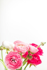 Beautiful pink ranunculus flowers in a clear vase