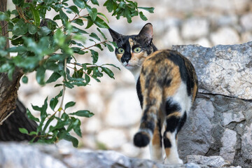 A calico cat peers over its shoulder from atop a stone wall next to a leafy plant, creating a...