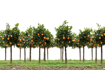 A lush orchard filled with vibrant orange trees bearing ripe fruit, showcasing a healthy harvest on a sunny day.