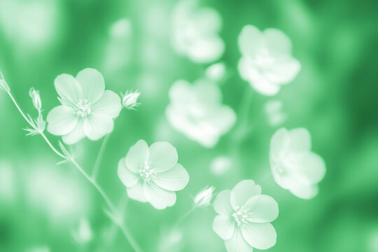 White wild flowers close-up retro print, green summer background