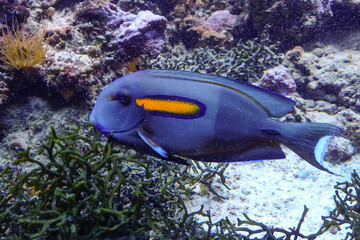 Acanthurus achilles, also known as Achilles tang, swimming near corals and algae in a marine...