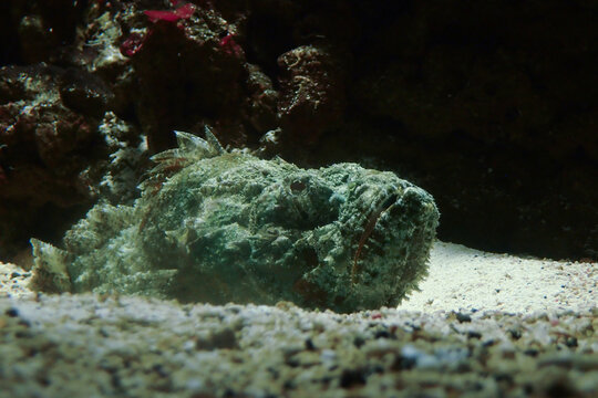 Well-camouflaged stonefish resting on sandy substrate, blending with its rocky surroundings in a marine aquarium environment
