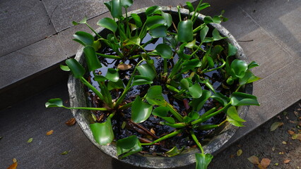 Natural Green Water Plants Growing in a Decorative Stone Container © ReeF