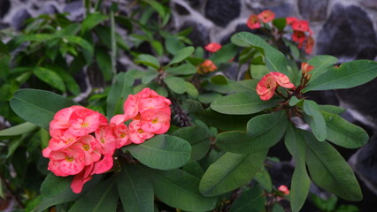 Blooming Red Crown of Thorn Flowers with Green Leaves in a Garden Setting