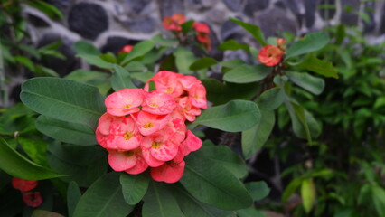 Blooming Red Crown of Thorn Flowers with Green Leaves in a Garden Setting