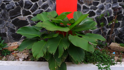 Lush Green Leaves in Front of a Red and White Modern Wall Design