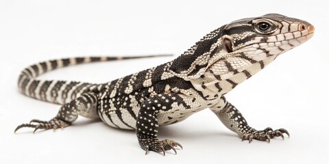 Fototapeta premium argentine-black-and-white-tegu isolated on white background