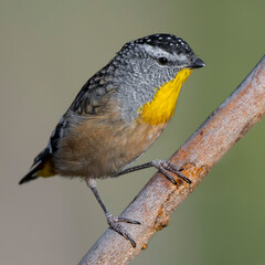 Spotted Pardalote
