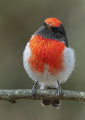 Red-capped Robin