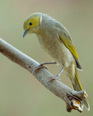White-plumed Honeyeater