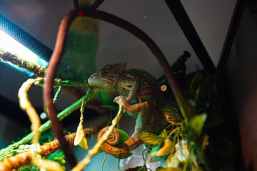 Chameleon whos scared of the camera