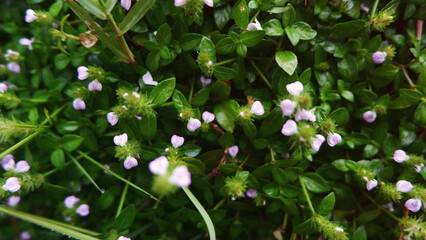 Lush Green Shrubbery with Delicate Purple Blossoms in a Natural Setting