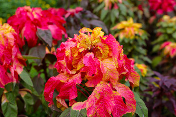 Beautiful amaranthus tricolor plant in the garden
