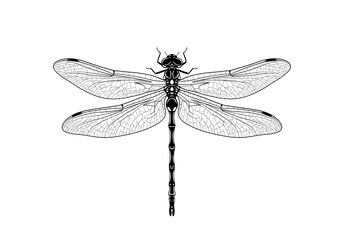 Detailed Dragonfly Line Art Drawing  Insect Nature Winged Creature Graphic Design Element