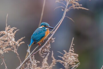 セイタカアワダチソウにとまってくつろぐカワセミ成鳥