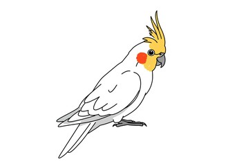 Fototapeta premium Adorable Cockatiel Parrot Bird Drawing White Yellow Crest Feathers Pet Animal Illustration