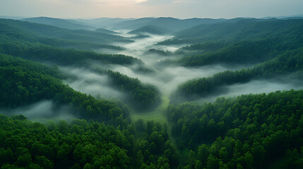 Misty mountain valley sunrise aerial view, lush forest, nature background, travel