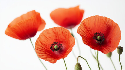 Vector white background with red flowers poppies